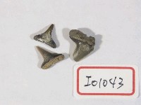 藏品(真鯊牙齒化石)的圖片